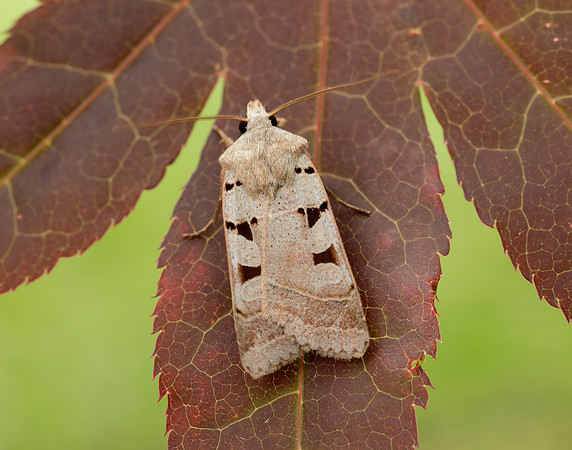 73.365 BF2117 Autumnal Rustic Eugnorisma glareosa
