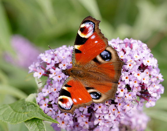 Peacock Aglais io