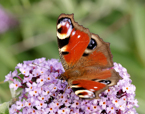 Peacock Aglais io