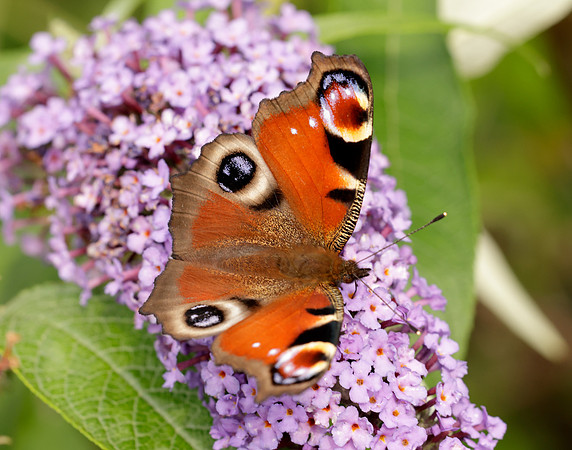Peacock Aglais io