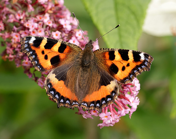 Small Tortoiseshell Aglais urticae