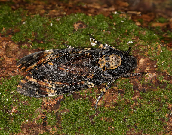 69.005 BF1973 Death's-head Hawk-moth Acherontia atropos