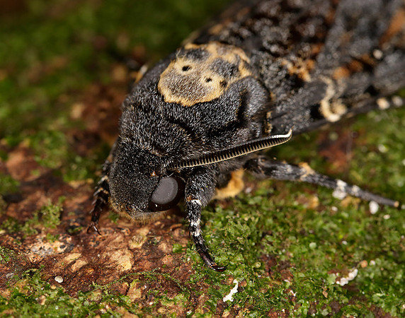 69.005 BF1973 Death's-head Hawk-moth Acherontia atropos