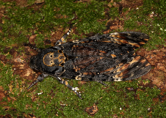69.005 BF1973 Death's-head Hawk-moth Acherontia atropos