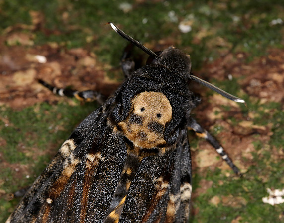 69.005 BF1973 Death's-head Hawk-moth Acherontia atropos
