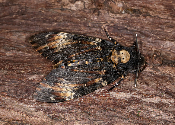 69.005 BF1973 Death's-head Hawk-moth Acherontia atropos