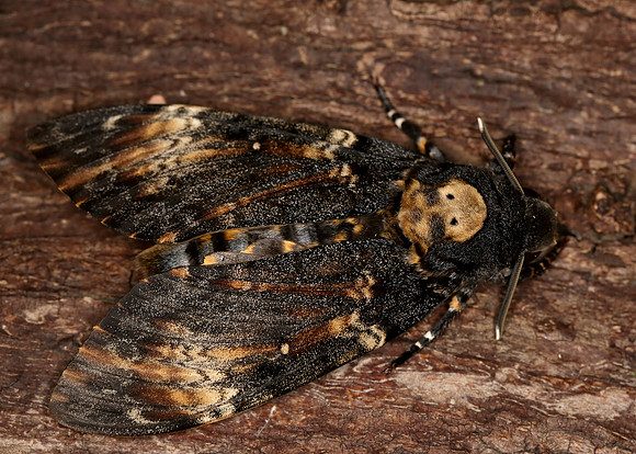 69.005 BF1973 Death's-head Hawk-moth Acherontia atropos