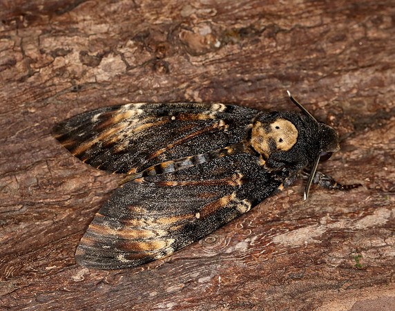69.005 BF1973 Death's-head Hawk-moth Acherontia atropos