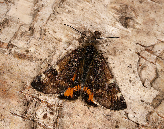 70.203 BF1661 Orange Underwing Archiearis parthenias