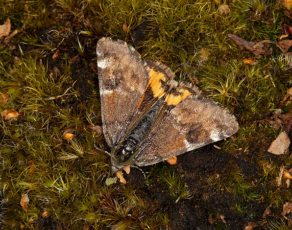 70.203 BF1661 Orange Underwing Archiearis parthenias