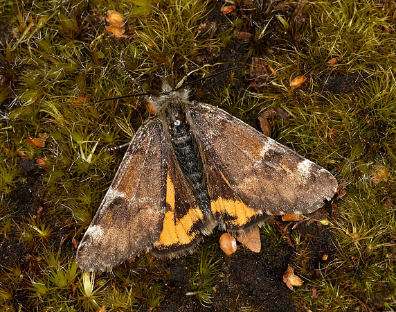 70.203 BF1661 Orange Underwing Archiearis parthenias