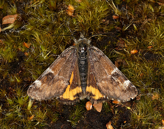 70.203 BF1661 Orange Underwing Archiearis parthenias