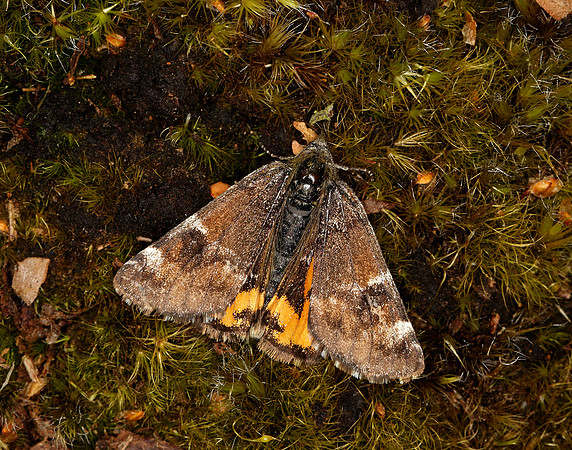 70.203 BF1661 Orange Underwing Archiearis parthenias