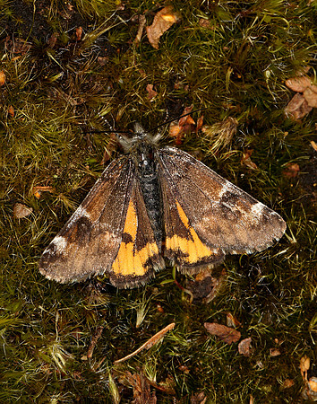 70.203 BF1661 Orange Underwing Archiearis parthenias