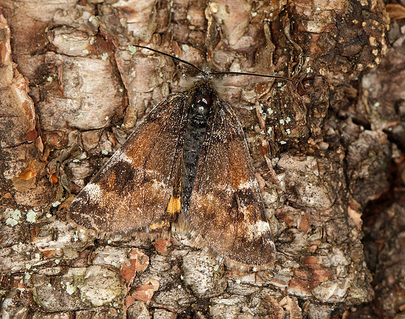 70.203 BF1661 Orange Underwing Archiearis parthenias