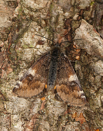 70.203 BF1661 Orange Underwing Archiearis parthenias