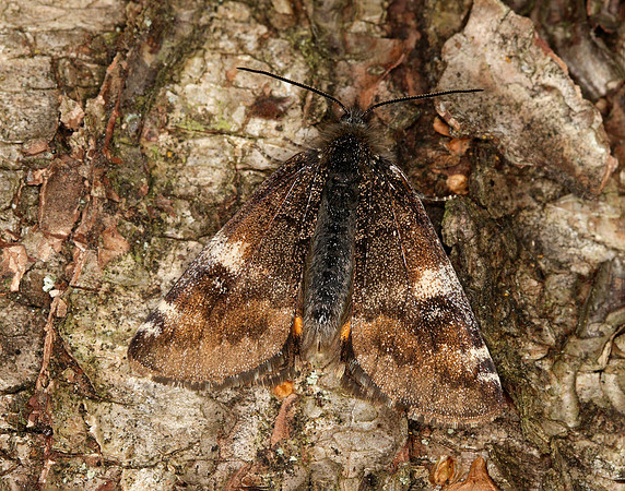 70.203 BF1661 Orange Underwing Archiearis parthenias