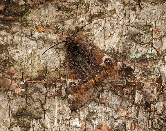 70.203 BF1661 Orange Underwing Archiearis parthenias