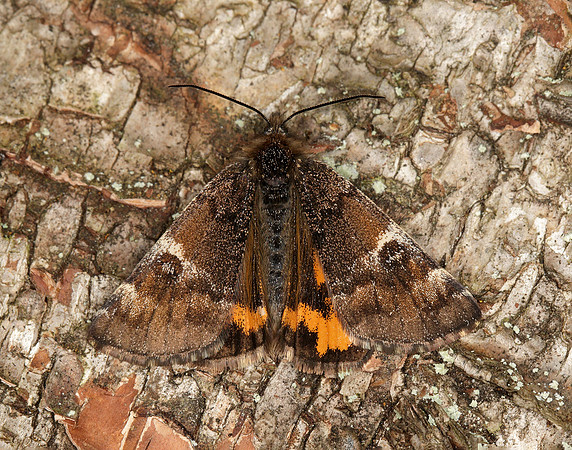 70.203 BF1661 Orange Underwing Archiearis parthenias