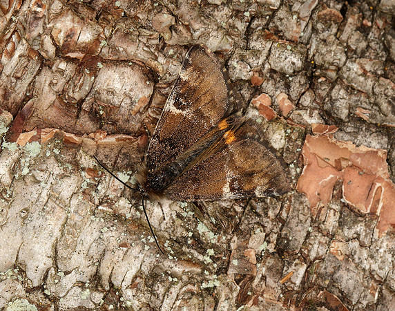 70.203 BF1661 Orange Underwing Archiearis parthenias