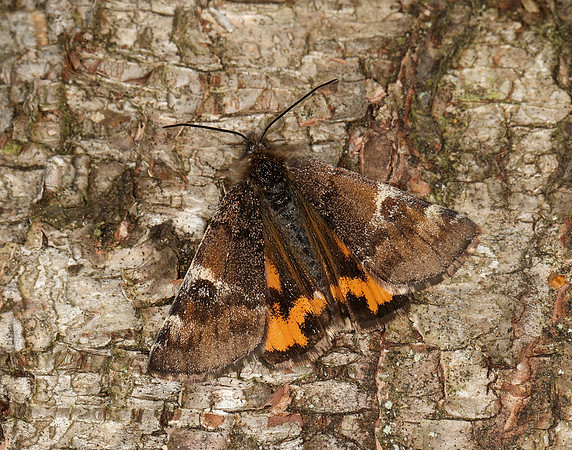 70.203 BF1661 Orange Underwing Archiearis parthenias