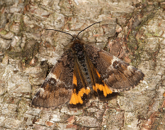 70.203 BF1661 Orange Underwing Archiearis parthenias
