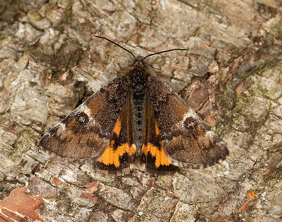 70.203 BF1661 Orange Underwing Archiearis parthenias