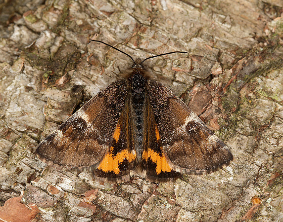 70.203 BF1661 Orange Underwing Archiearis parthenias