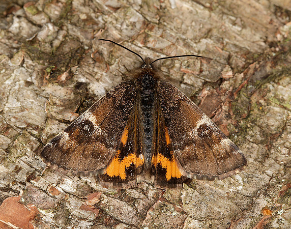 70.203 BF1661 Orange Underwing Archiearis parthenias