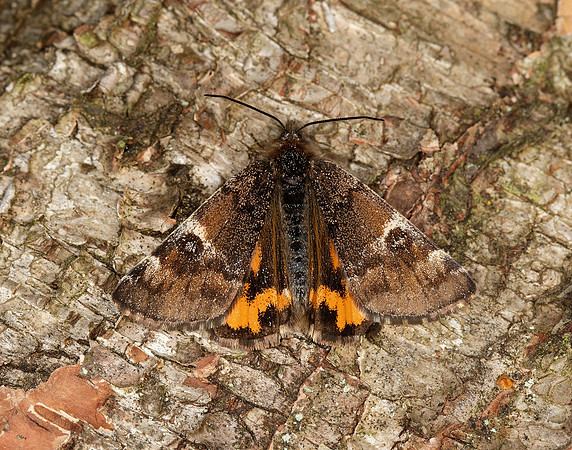 70.203 BF1661 Orange Underwing Archiearis parthenias