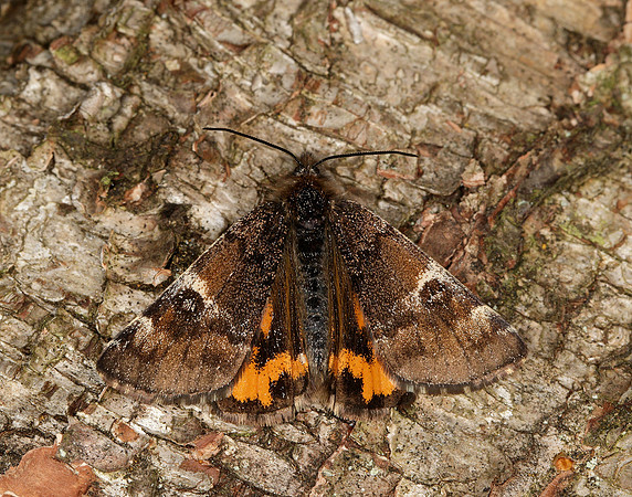 70.203 BF1661 Orange Underwing Archiearis parthenias