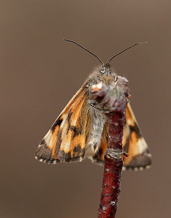 70.203 BF1661 Orange Underwing Archiearis parthenias