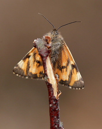70.203 BF1661 Orange Underwing Archiearis parthenias