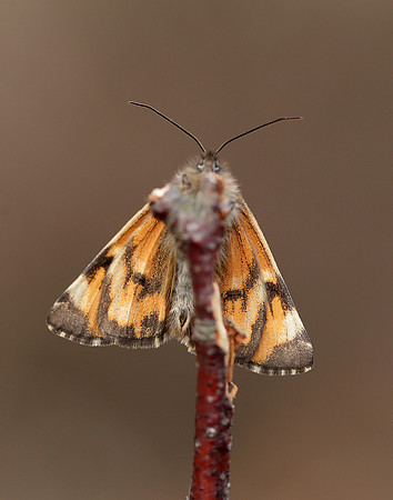 70.203 BF1661 Orange Underwing Archiearis parthenias