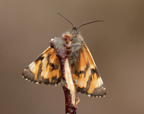 70.203 BF1661 Orange Underwing Archiearis parthenias