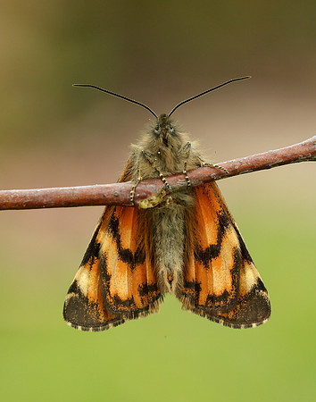 70.203 BF1661 Orange Underwing Archiearis parthenias