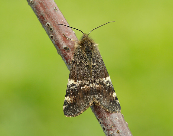 70.203 BF1661 Orange Underwing Archiearis parthenias