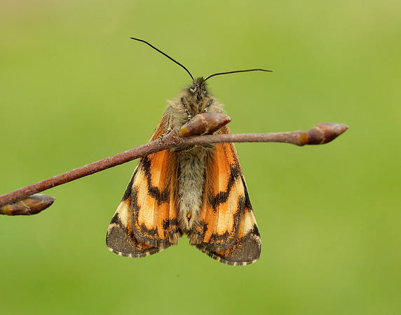 70.203 BF1661 Orange Underwing Archiearis parthenias