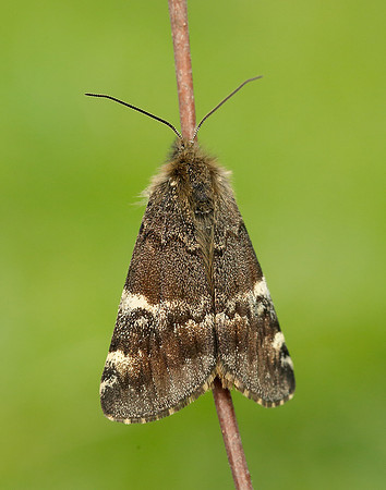 70.203 BF1661 Orange Underwing Archiearis parthenias