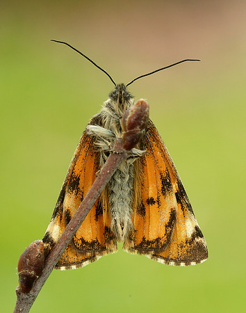 70.203 BF1661 Orange Underwing Archiearis parthenias