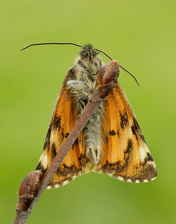 70.203 BF1661 Orange Underwing Archiearis parthenias