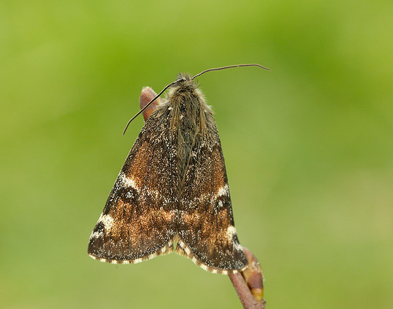 70.203 BF1661 Orange Underwing Archiearis parthenias