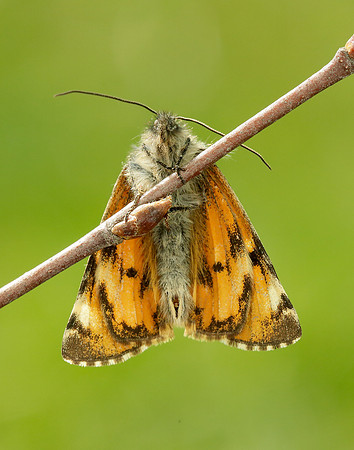 70.203 BF1661 Orange Underwing Archiearis parthenias