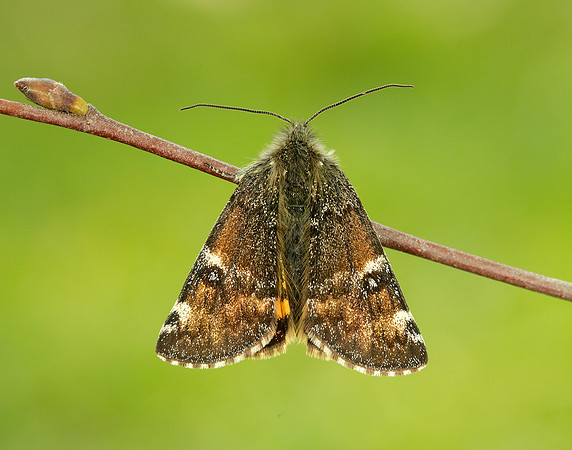 70.203 BF1661 Orange Underwing Archiearis parthenias