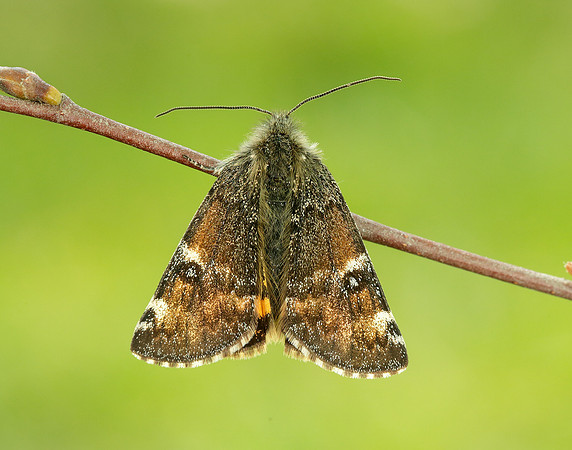 70.203 BF1661 Orange Underwing Archiearis parthenias