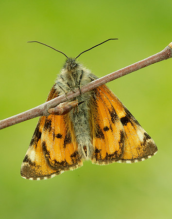 70.203 BF1661 Orange Underwing Archiearis parthenias