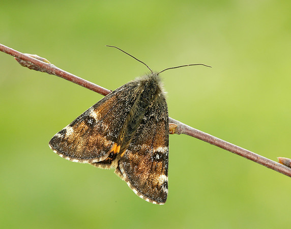 70.203 BF1661 Orange Underwing Archiearis parthenias