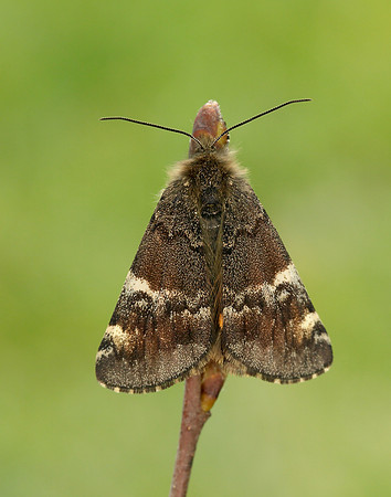 70.203 BF1661 Orange Underwing Archiearis parthenias