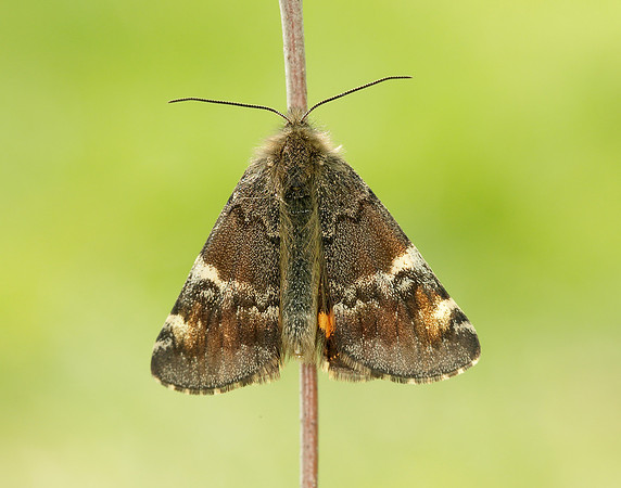 70.203 BF1661 Orange Underwing Archiearis parthenias
