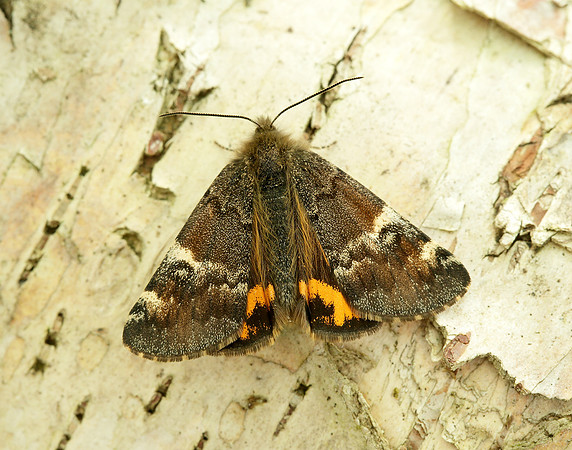 70.203 BF1661 Orange Underwing Archiearis parthenias